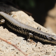 Eulamprus heatwolei at Tuggeranong, ACT - 8 Sep 2023