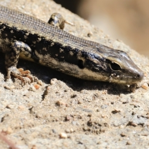 Eulamprus heatwolei at Tuggeranong, ACT - 8 Sep 2023