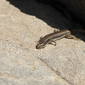 Eulamprus heatwolei at Tuggeranong, ACT - 8 Sep 2023