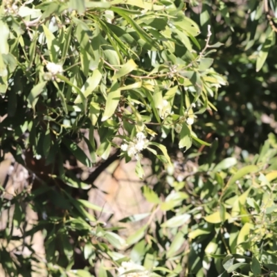 Acacia melanoxylon (Blackwood) at Gigerline Nature Reserve - 7 Sep 2023 by JimL