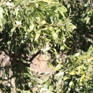 Acacia melanoxylon at Booth, ACT - 8 Sep 2023