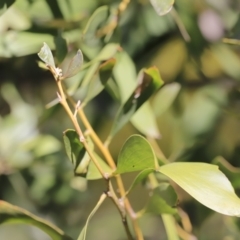 Acacia melanoxylon at Booth, ACT - 8 Sep 2023