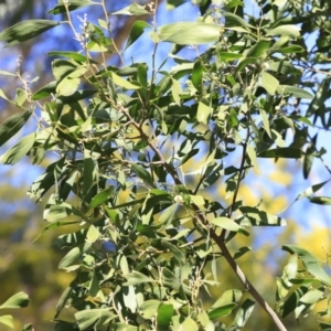 Acacia melanoxylon at Booth, ACT - 8 Sep 2023