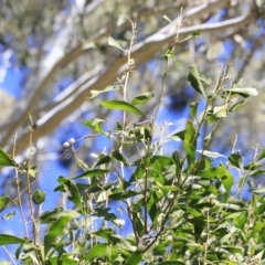 Acacia melanoxylon at Booth, ACT - 8 Sep 2023