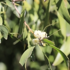 Acacia melanoxylon at Booth, ACT - 8 Sep 2023