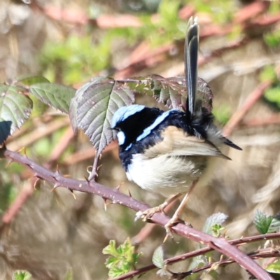 Malurus cyaneus (Superb Fairywren) at Gigerline Nature Reserve - 7 Sep 2023 by JimL