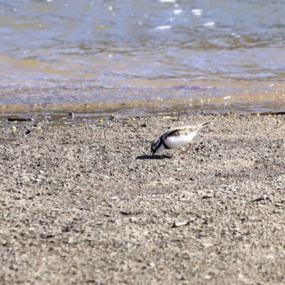 Charadrius melanops (Black-fronted Dotterel) at Tharwa, ACT - 7 Sep 2023 by JimL