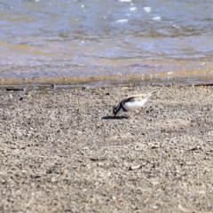 Elseyornis melanops (Black-fronted Dotterel) at Booth, ACT - 7 Sep 2023 by JimL