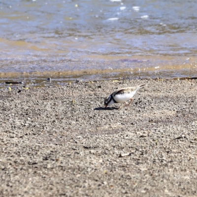 Charadrius melanops (Black-fronted Dotterel) at Gigerline Nature Reserve - 7 Sep 2023 by JimL