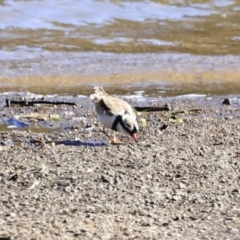 Charadrius melanops at Tharwa, ACT - 8 Sep 2023