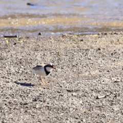 Charadrius melanops at Tharwa, ACT - 8 Sep 2023