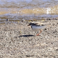 Charadrius melanops at Tharwa, ACT - 8 Sep 2023 09:37 AM