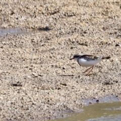 Charadrius melanops at Tharwa, ACT - 8 Sep 2023 09:37 AM