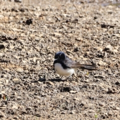 Rhipidura leucophrys (Willie Wagtail) at Tharwa, ACT - 8 Sep 2023 by JimL