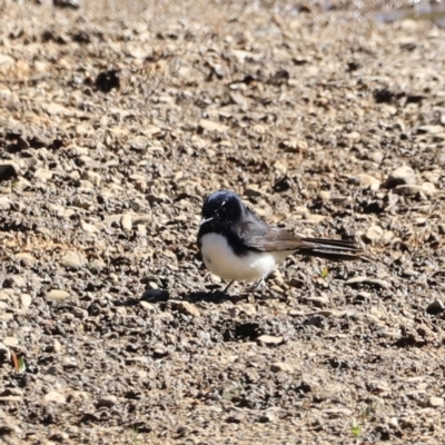 Rhipidura leucophrys (Willie Wagtail) at Tharwa, ACT - 8 Sep 2023 by JimL