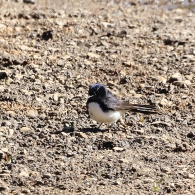 Rhipidura leucophrys (Willie Wagtail) at Gigerline Nature Reserve - 7 Sep 2023 by JimL