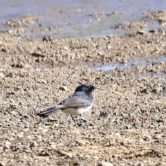 Rhipidura leucophrys at Tharwa, ACT - 8 Sep 2023