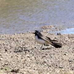 Rhipidura leucophrys at Tharwa, ACT - 8 Sep 2023