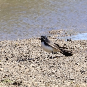 Rhipidura leucophrys at Tharwa, ACT - 8 Sep 2023