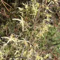 Clematis leptophylla (Small-leaf Clematis, Old Man's Beard) at Gigerline Nature Reserve - 7 Sep 2023 by JimL