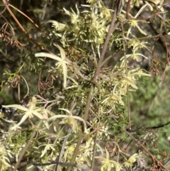 Clematis leptophylla (Small-leaf Clematis, Old Man's Beard) at Booth, ACT - 8 Sep 2023 by JimL