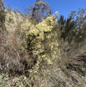 Clematis leptophylla at Booth, ACT - 8 Sep 2023 09:56 AM