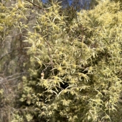 Clematis leptophylla at Booth, ACT - 8 Sep 2023