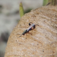 Podagrionini sp. (tribe) (Unidentified mantis parasite wasp) at Pine Island to Point Hut - 26 Mar 2023 by michaelb