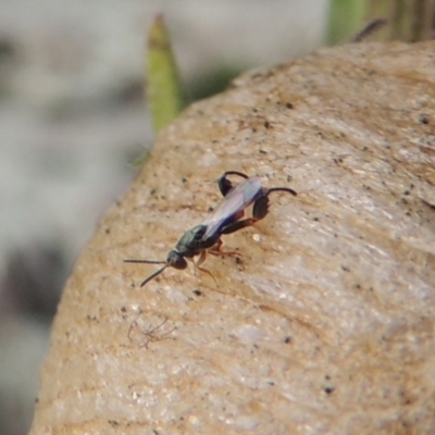Podagrionini (tribe) (Unidentified mantis parasite wasp) at Pine Island to Point Hut - 26 Mar 2023 by michaelb