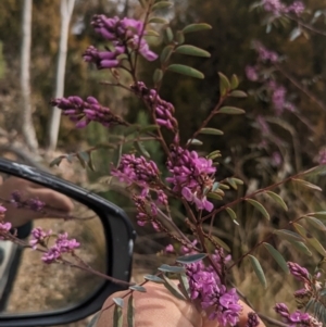 Indigofera australis subsp. australis at Paddys River, ACT - 8 Sep 2023