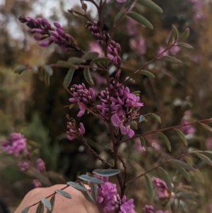 Indigofera australis subsp. australis at Paddys River, ACT - 8 Sep 2023 10:47 AM