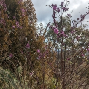 Indigofera australis subsp. australis at Paddys River, ACT - 8 Sep 2023 10:47 AM