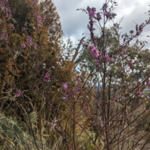Indigofera australis subsp. australis at Paddys River, ACT - 8 Sep 2023
