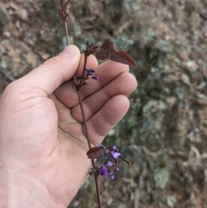 Hardenbergia violacea at Paddys River, ACT - 8 Sep 2023