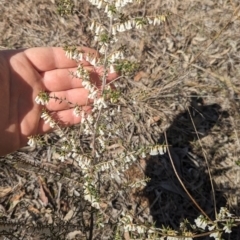 Leucopogon fletcheri subsp. brevisepalus (Twin Flower Beard-Heath) at Bullen Range - 8 Sep 2023 by JP95