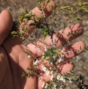 Styphelia fletcheri subsp. brevisepala at Paddys River, ACT - 8 Sep 2023