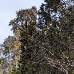 Callocephalon fimbriatum (Gang-gang Cockatoo) at Stromlo, ACT - 7 Sep 2023 by JP95