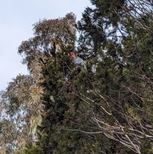 Callocephalon fimbriatum at Stromlo, ACT - suppressed