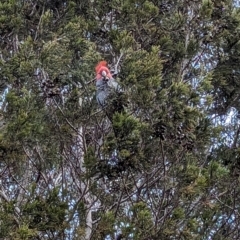 Callocephalon fimbriatum at Stromlo, ACT - suppressed