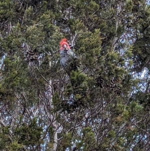 Callocephalon fimbriatum at Stromlo, ACT - suppressed