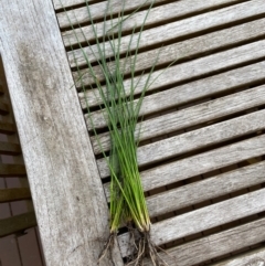 Juncus sp. (A Rush) at Elwood, VIC - 25 Aug 2023 by AndyRoo