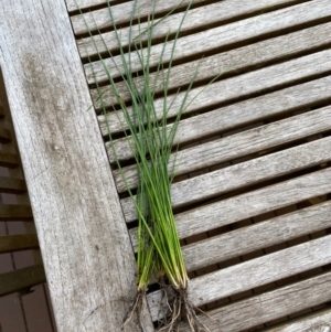 Juncus sp. at Elwood, VIC - suppressed