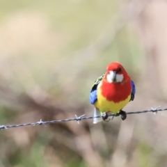 Platycercus eximius (Eastern Rosella) at Booth, ACT - 8 Sep 2023 by JimL