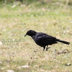 Corcorax melanorhamphos (White-winged Chough) at Booth, ACT - 8 Sep 2023 by JimL