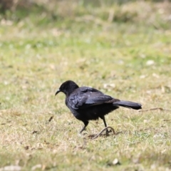 Corcorax melanorhamphos at Tharwa, ACT - 8 Sep 2023