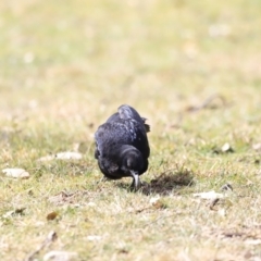 Corcorax melanorhamphos at Tharwa, ACT - 8 Sep 2023