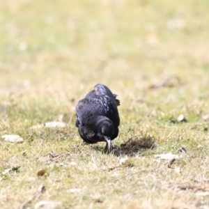 Corcorax melanorhamphos at Tharwa, ACT - 8 Sep 2023