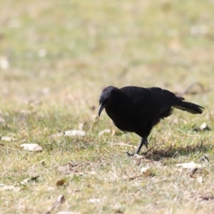 Corcorax melanorhamphos at Tharwa, ACT - 8 Sep 2023