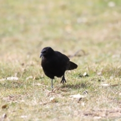 Corcorax melanorhamphos at Tharwa, ACT - 8 Sep 2023