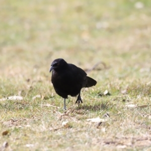 Corcorax melanorhamphos at Tharwa, ACT - 8 Sep 2023